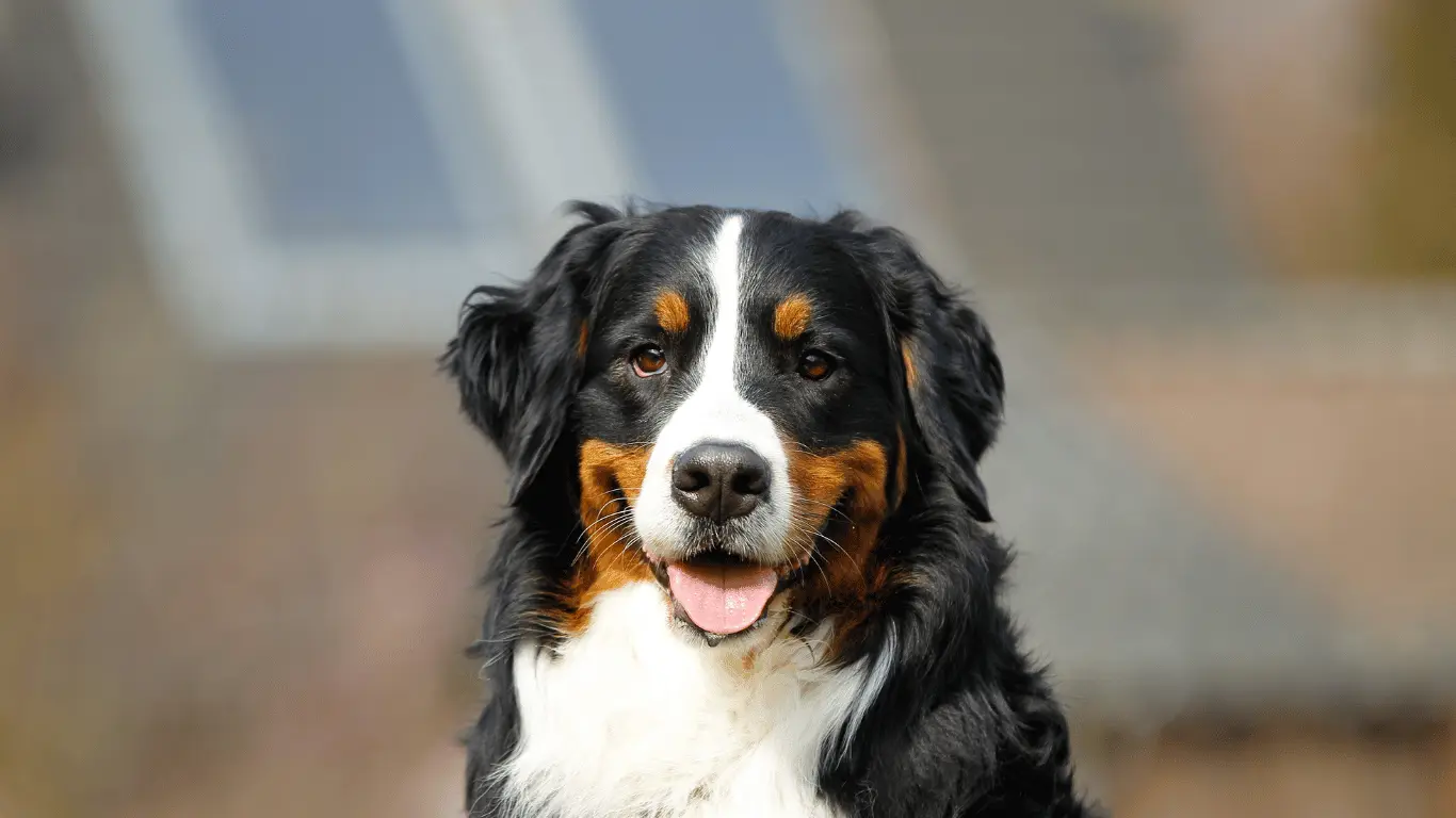 Bernese mountain dog for sale