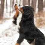 Best Bedding Materials for Bernese Mountain Dogs