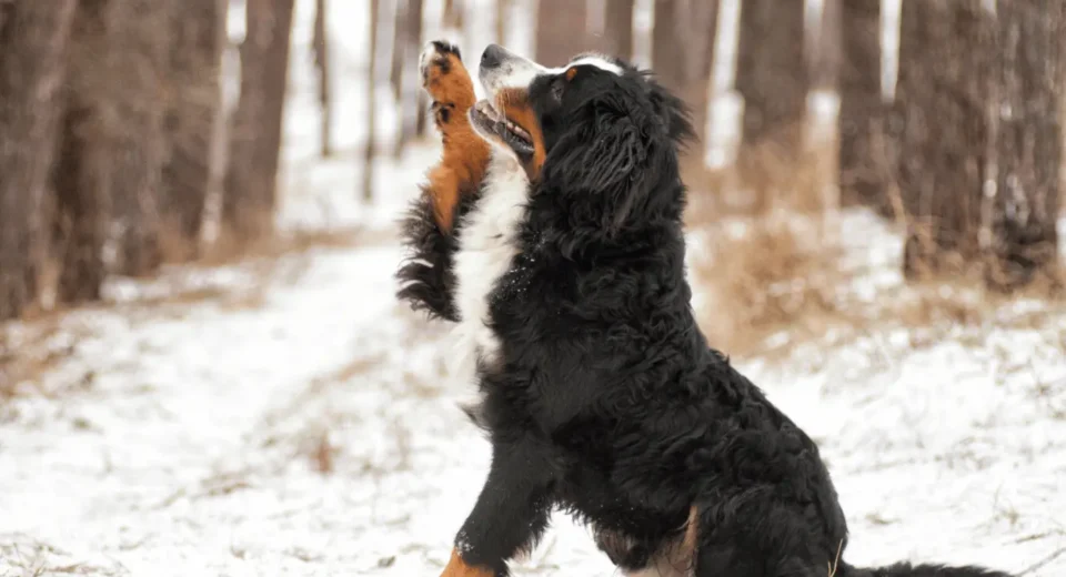 Bernese mountain dog rescue