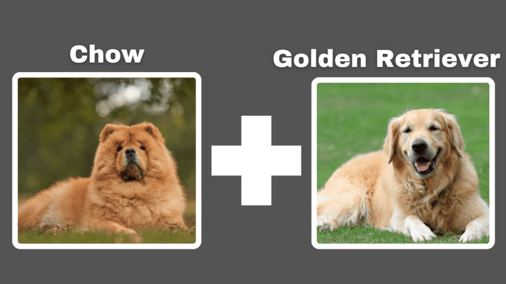 Golden Retriever Chow Mix