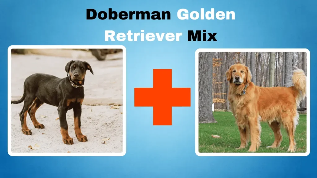 Doberman Golden Retriever Mix