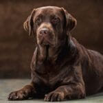 Unlocking the Power of Golden Retriever Energy