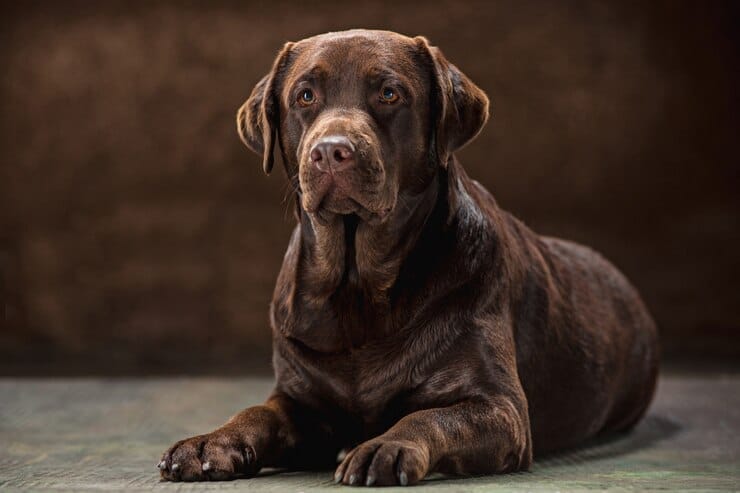 Dark Golden Retriever