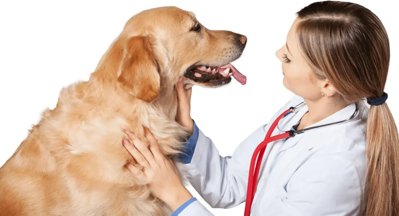 Female Golden Retriever