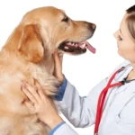 100% Original Golden Retriever Names You Haven’t Heard Before