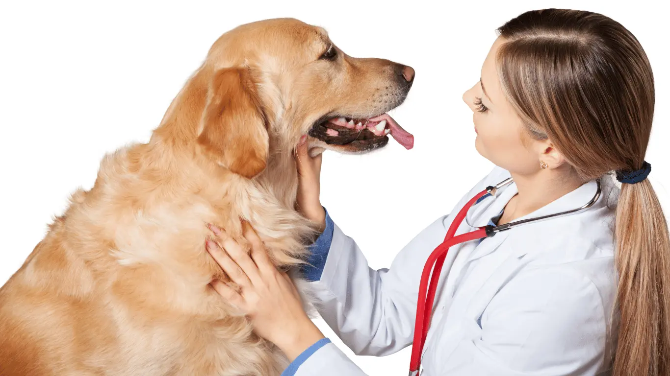 Female Golden Retriever