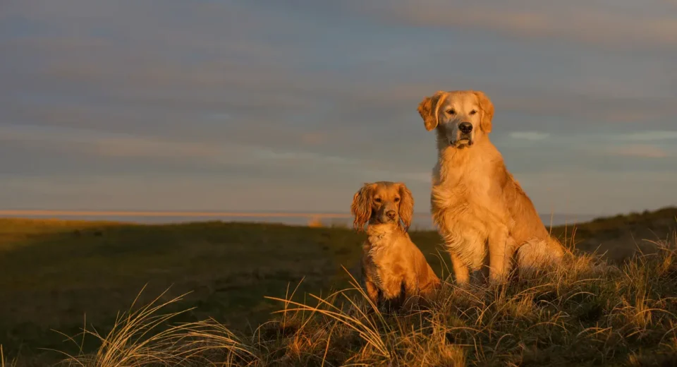 Golden Cocker Retriever