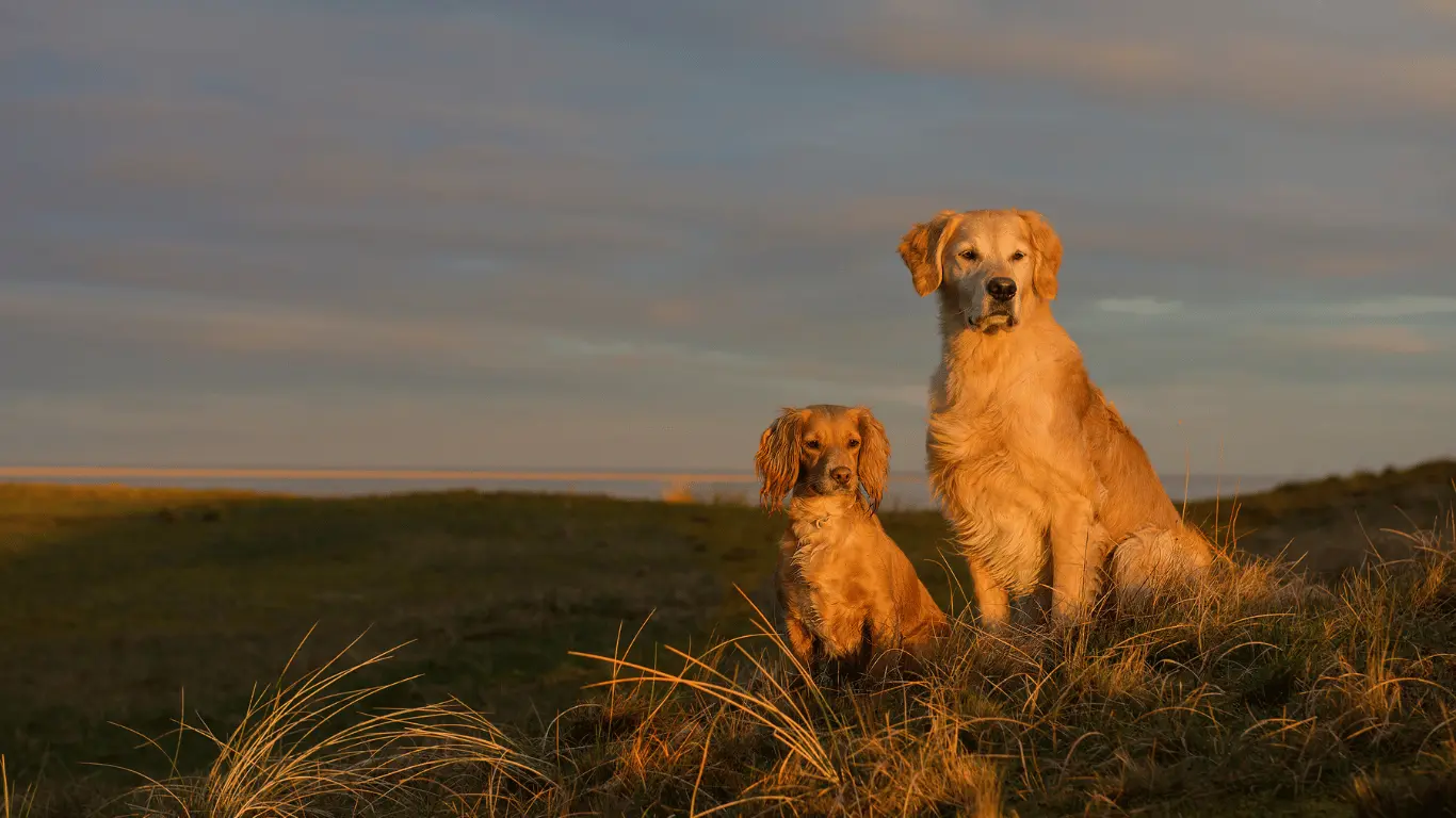 Golden Cocker Retriever