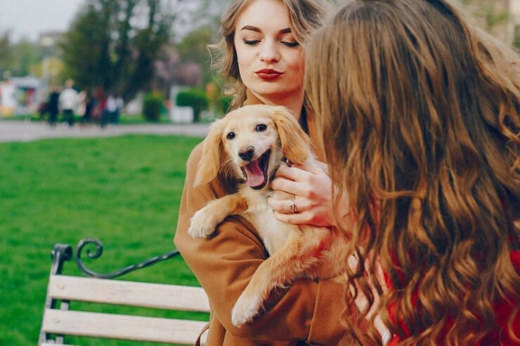 Golden Retriever Adoption