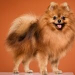 What Makes Bernese mountain dog Puppies So Special?