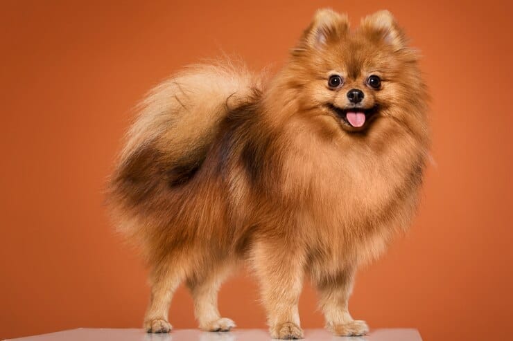 Golden Retriever Chow Mix