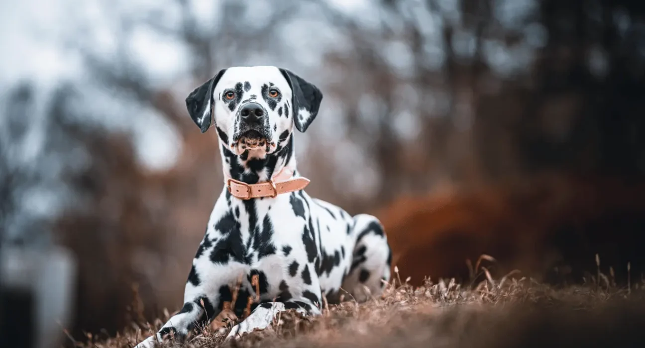 Golden Retriever Dalmatian Mix