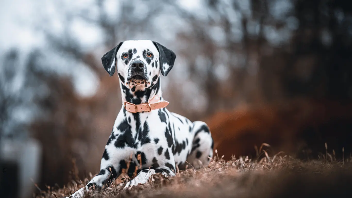 Golden Retriever Dalmatian Mix