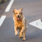 The Secret to Raising a Happy Dark Golden Retriever