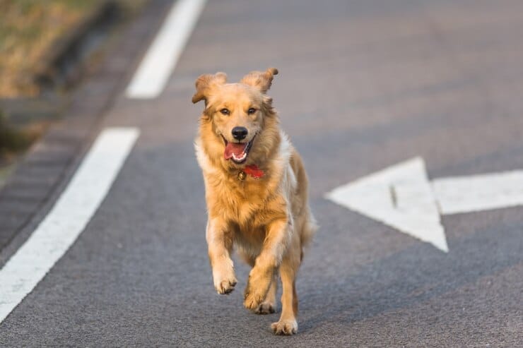 Golden Retriever Energy