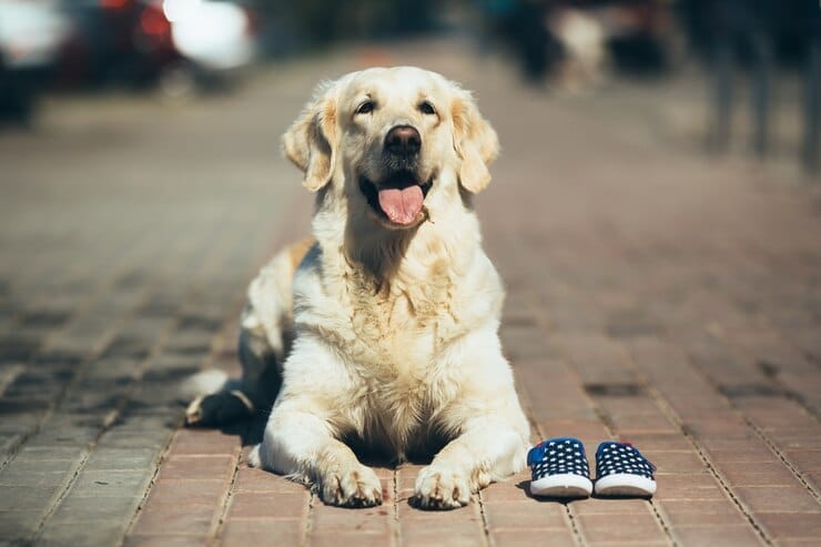 Golden Retriever Weight