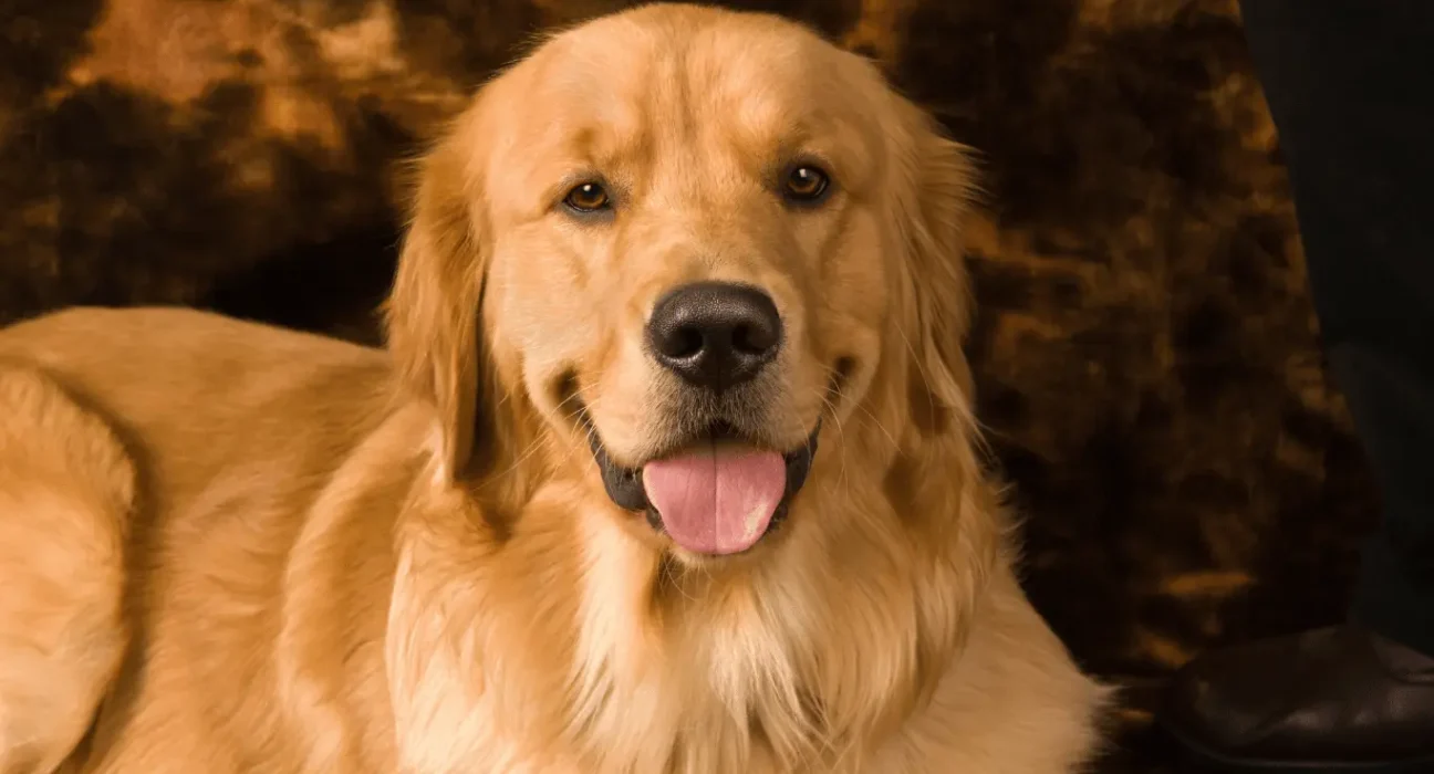 Golden Retriever names