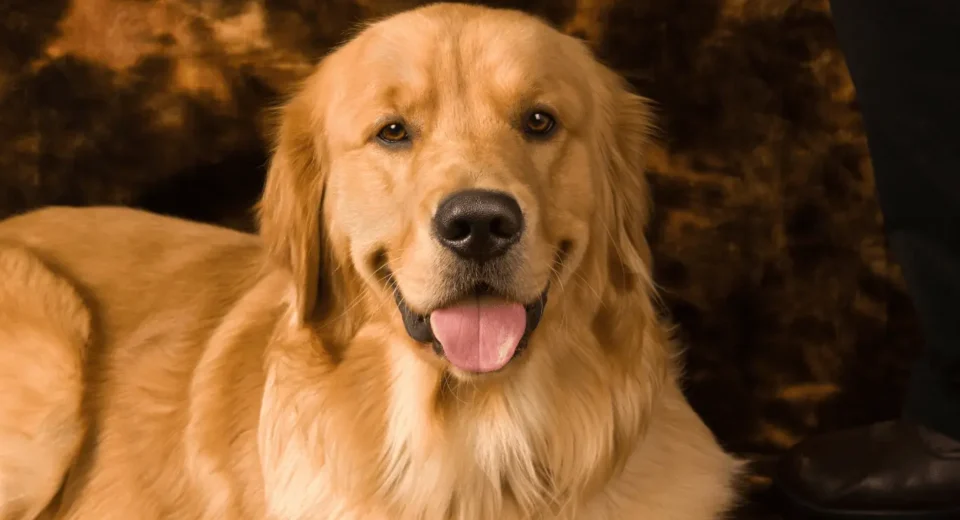 Golden Retriever names