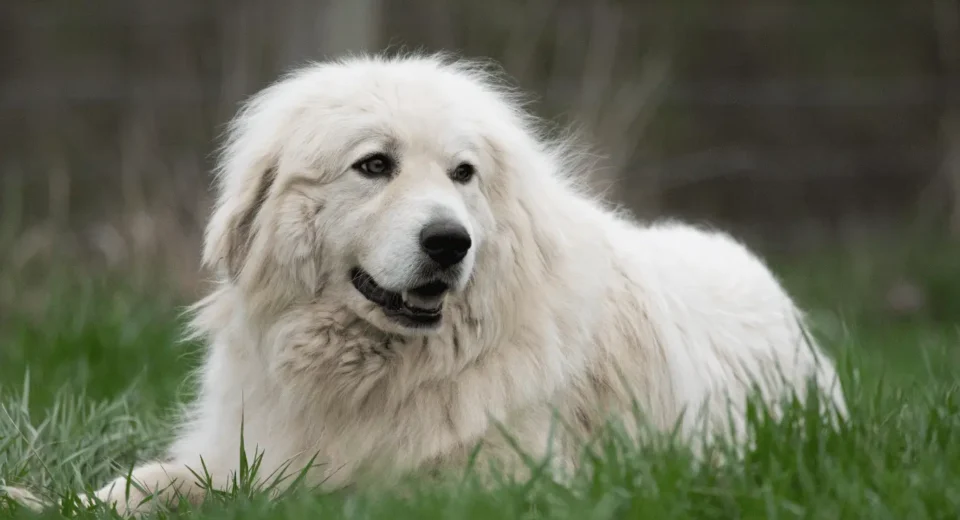 Great Pyrenees Golden Retriever Mix