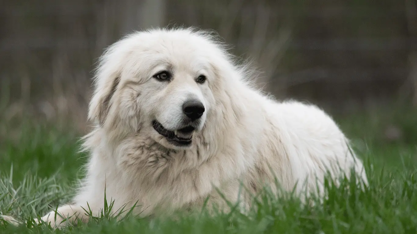 Great Pyrenees Golden Retriever Mix