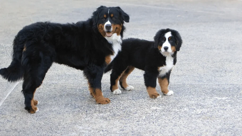 Bernese mountain dog for sale