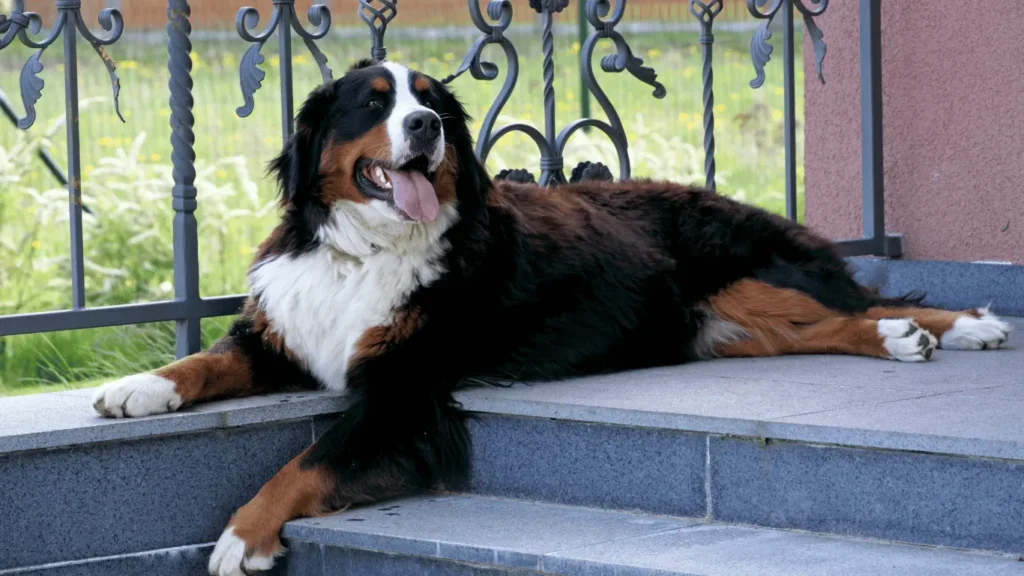 Bernese Mountain Dog Lifespan