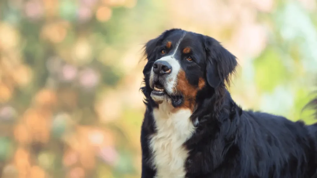 Bernese Mountain Dog Lifespan