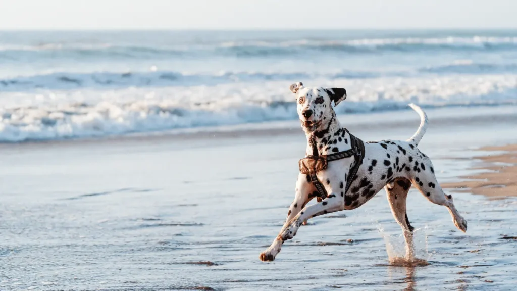 Golden Retriever Dalmatian Mix