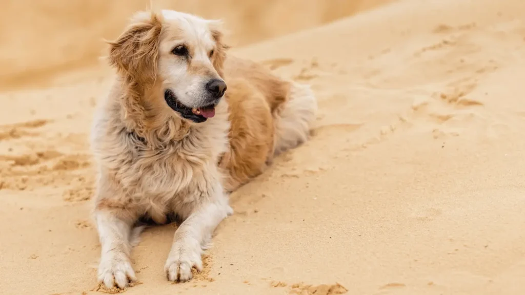 Golden Retriever Dalmatian Mix