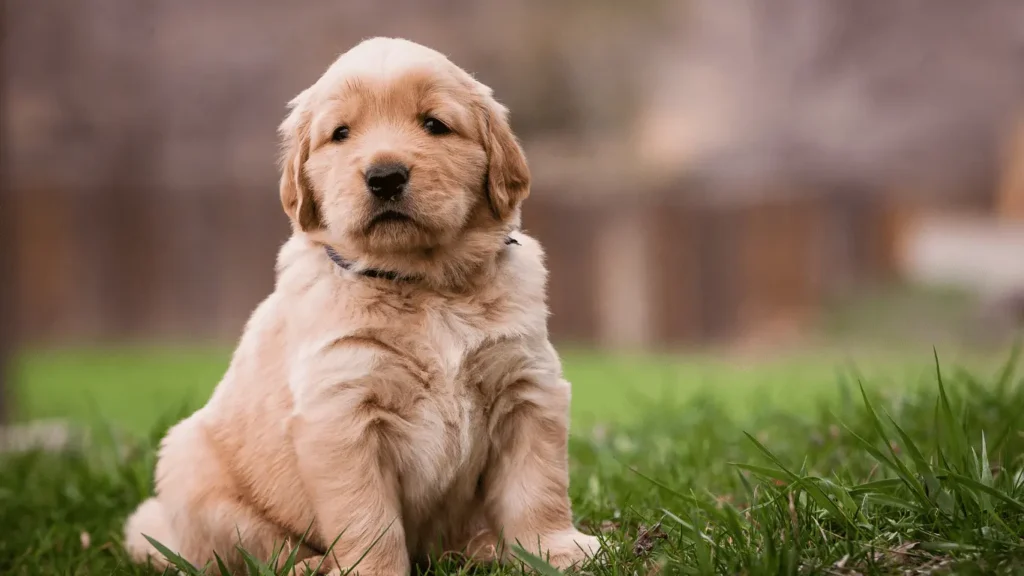 Golden Retriever Dalmatian Mix