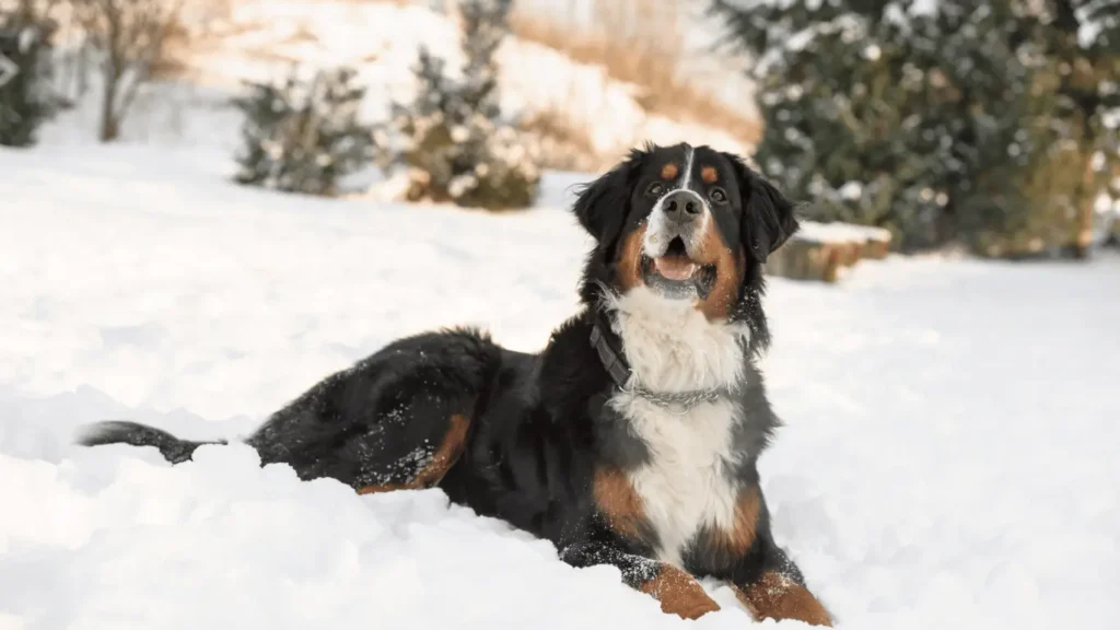 Bernese mountain dog and Golden retriever mix