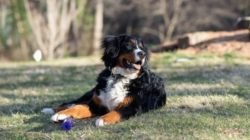 Bernese mountain dog and Golden retriever mix