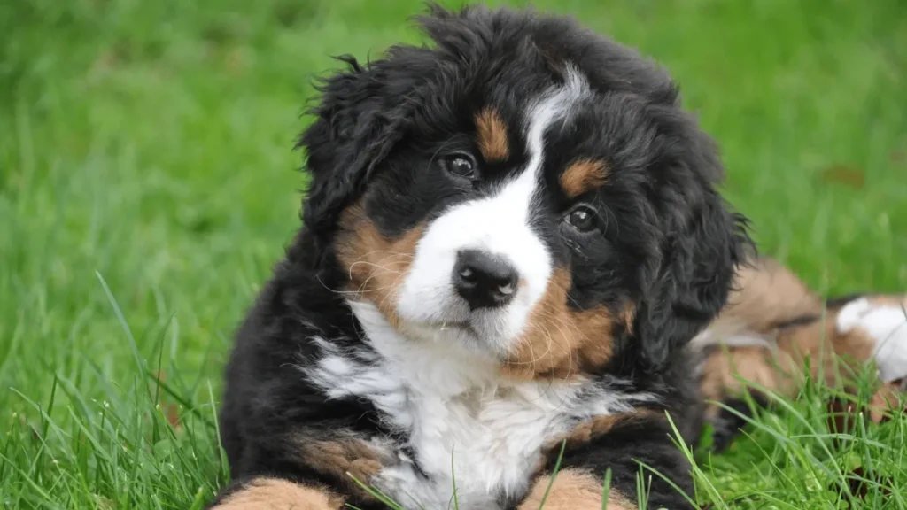 Bernese mountain dog Puppies