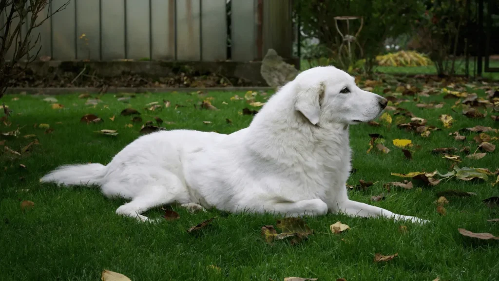 Great Pyrenees
