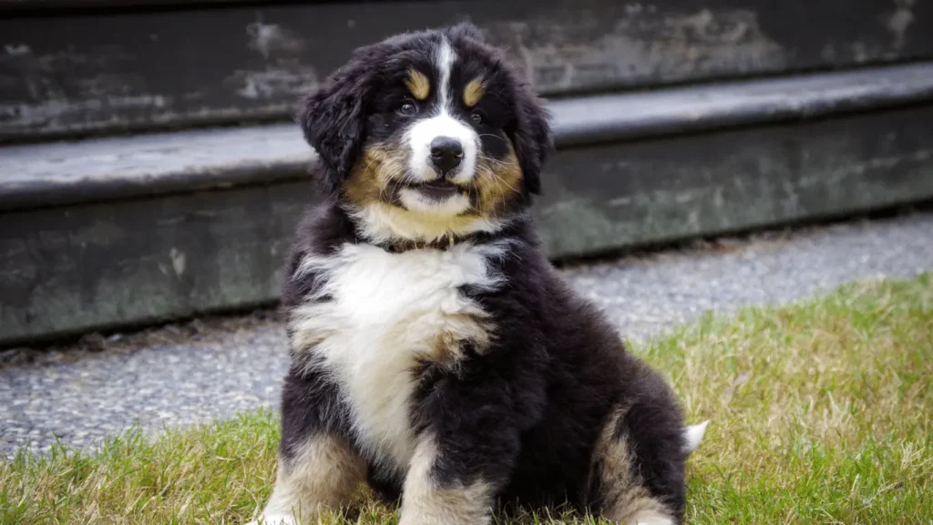 Bernese mountain dog Puppies