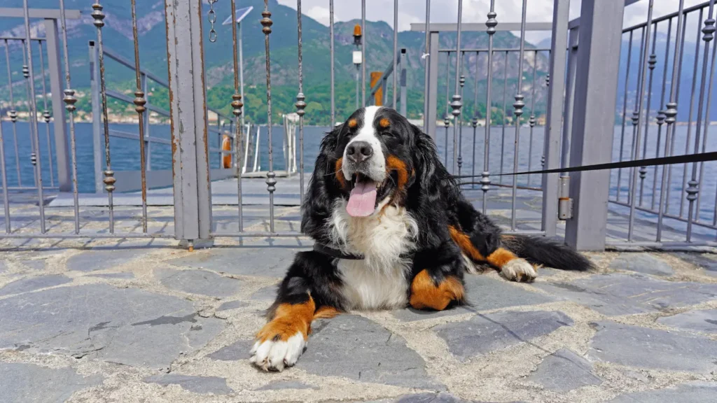 Bernese mountain dog for sale
