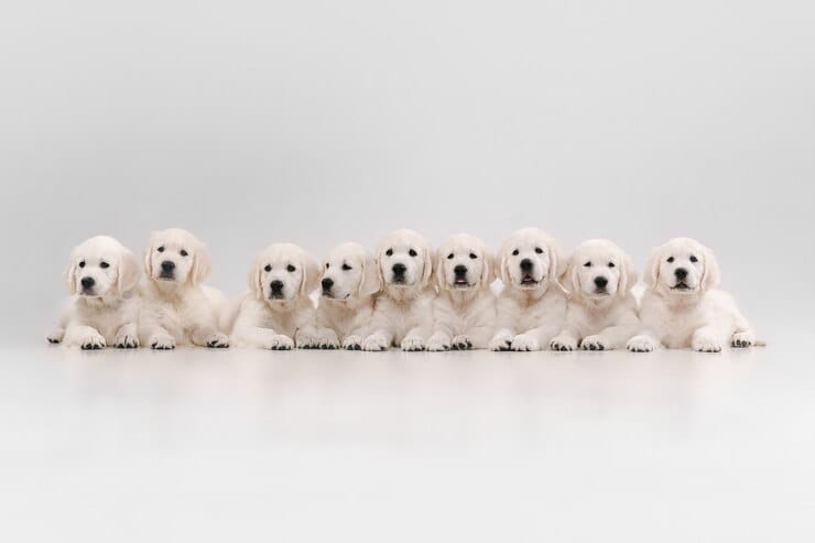 Golden Retriever Weight