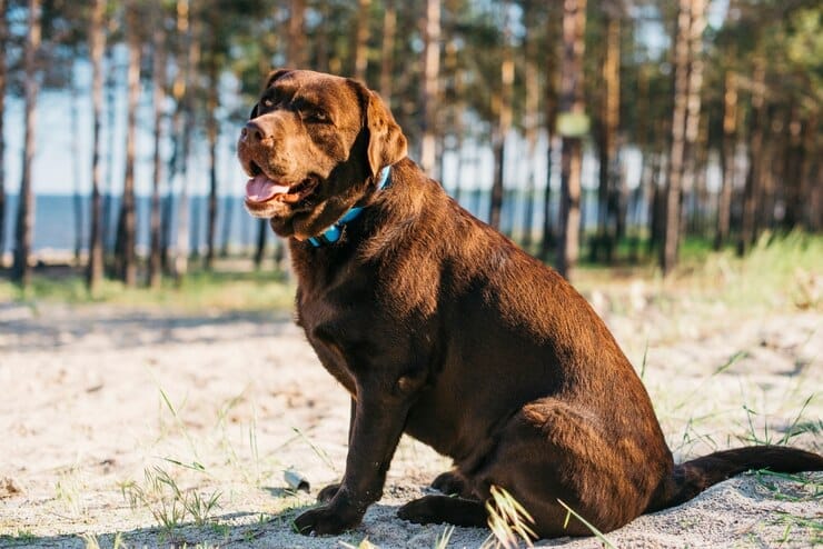 Dark Golden Retriever