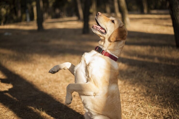 Golden Retriever Energy
