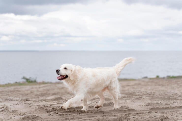 National Golden Retriever Day