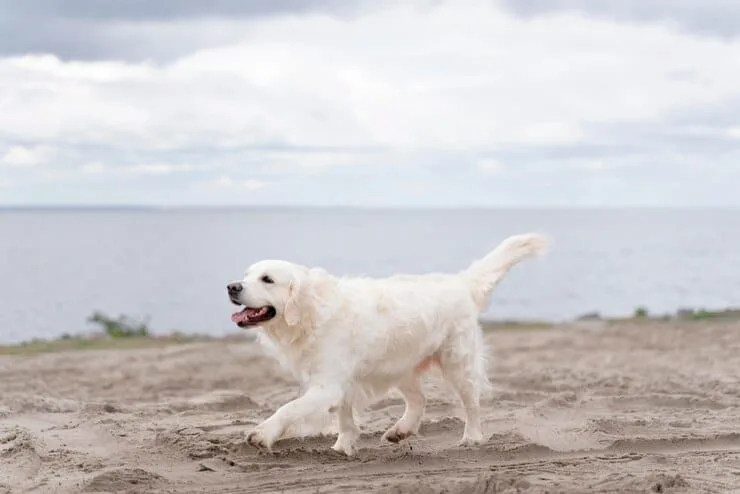 National Golden Retriever Day