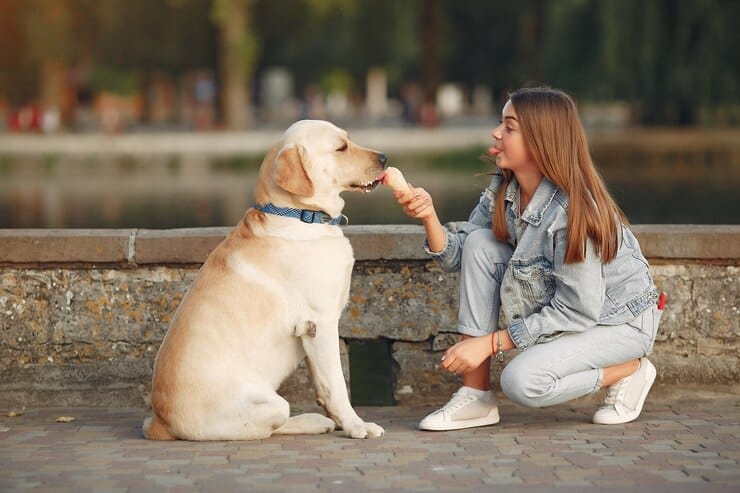 Golden Retriever Adoption