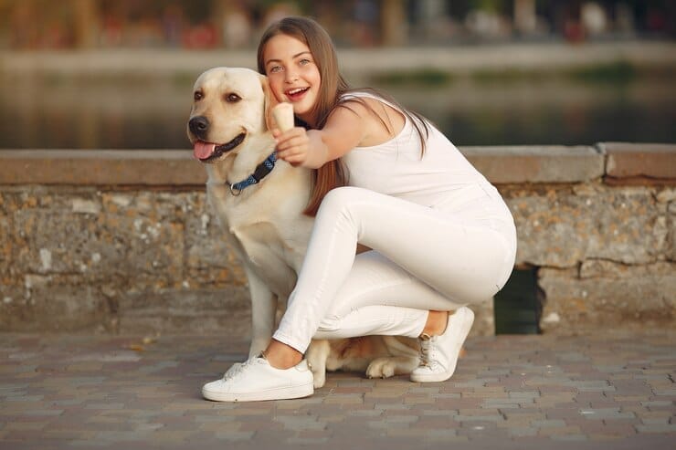 Golden Retriever Weight