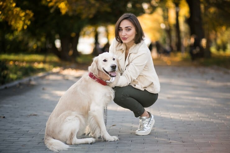 Female Golden Retriever