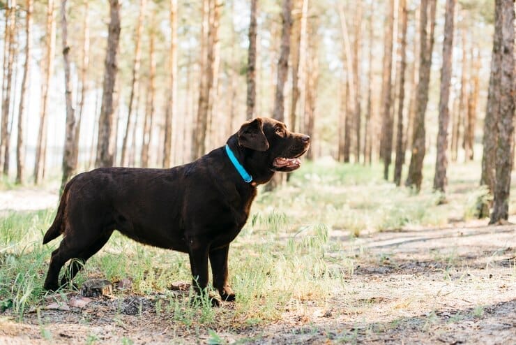 Dark Golden Retriever
