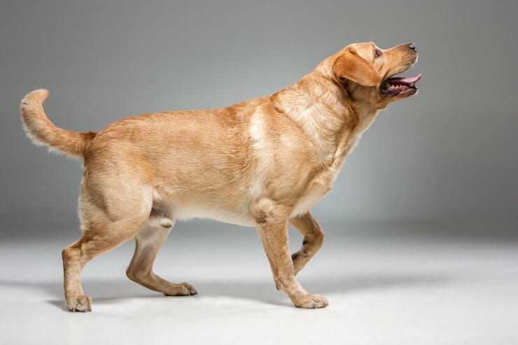 Golden Retriever Energy
