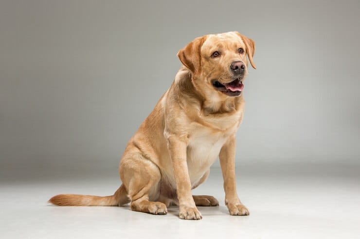 National Golden Retriever Day
