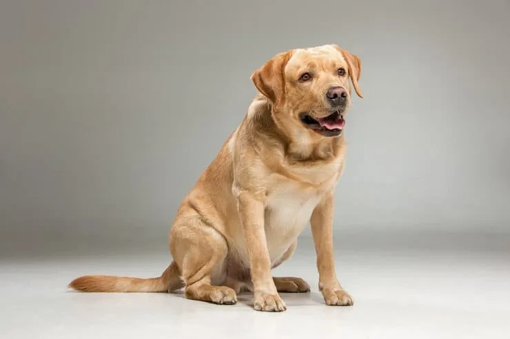 National Golden Retriever Day
