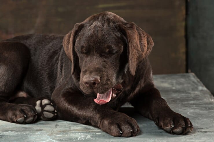 Dark Golden Retriever