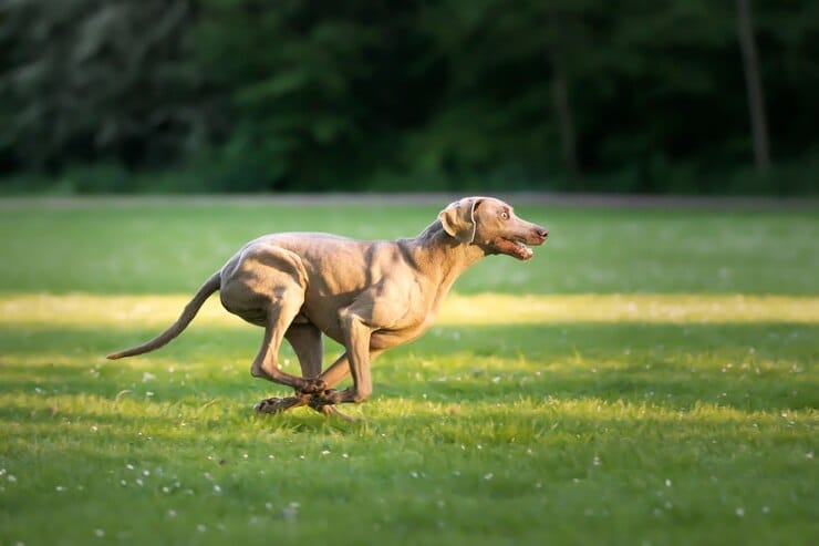 Golden Retriever Energy
